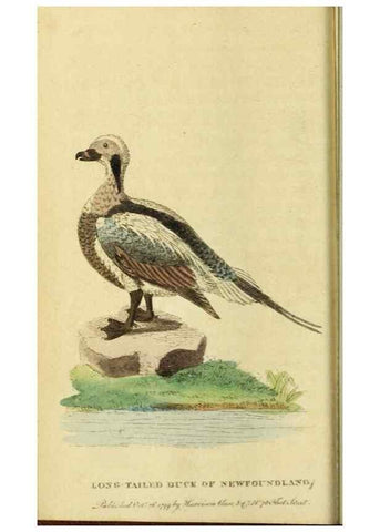 Reproducción/Reproduction 19964523759: The Naturalist's Pocket Magazine or compleat cabinet of the curiosities and beauties of nature.. London.