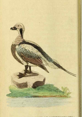Reproducción/Reproduction 19964523759: The Naturalist's Pocket Magazine or compleat cabinet of the curiosities and beauties of nature.. London.