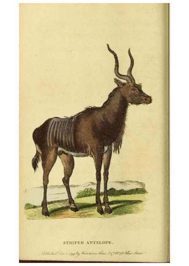 Reproducción/Reproduction 19963201100: The Naturalist's Pocket Magazine or compleat cabinet of the curiosities and beauties of nature.. London.