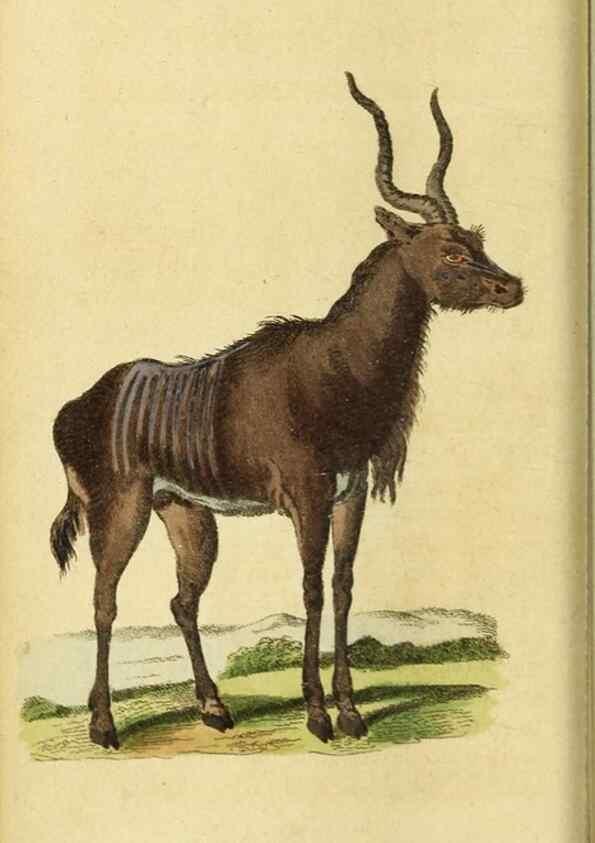 Reproducción/Reproduction 19963201100: The Naturalist's Pocket Magazine or compleat cabinet of the curiosities and beauties of nature.. London.