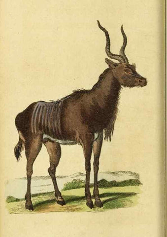 Reproducción/Reproduction 19963201100: The Naturalist's Pocket Magazine or compleat cabinet of the curiosities and beauties of nature.. London.