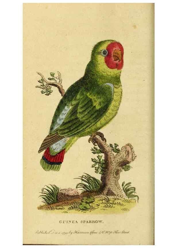 Reproducción/Reproduction 19963133648: The Naturalist's Pocket Magazine or compleat cabinet of the curiosities and beauties of nature.. London.
