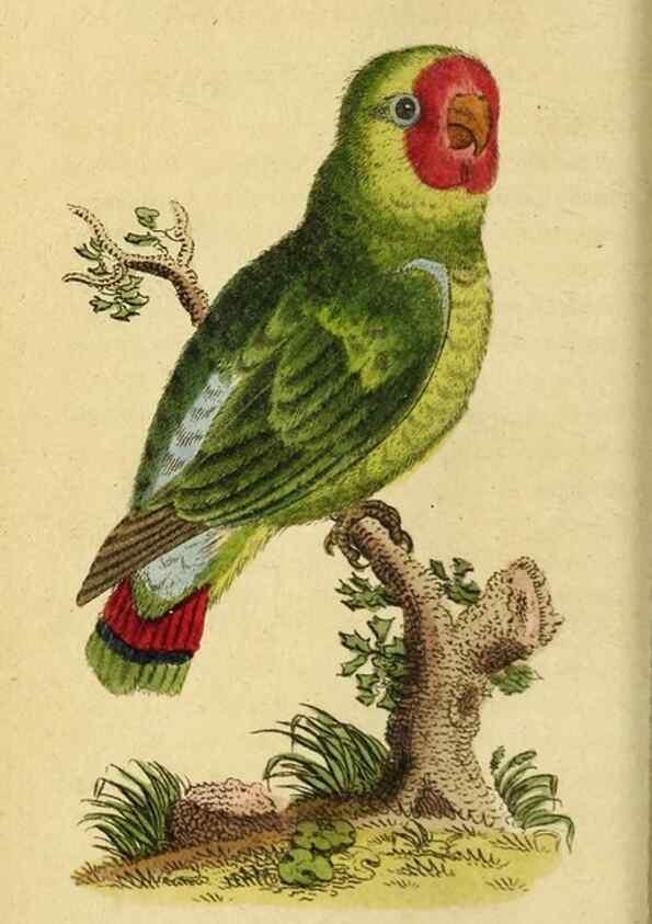Reproducción/Reproduction 19963133648: The Naturalist's Pocket Magazine or compleat cabinet of the curiosities and beauties of nature.. London.