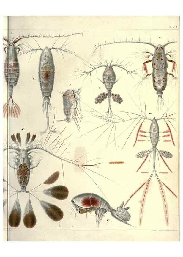 Reproducción/Reproduction 17935223838: Systematik und faunistik der pelagischen copepoden des golfes von Neapel und der angrenzenden meeres-abschnitte,. Berlin,R. Friedlander & sohn,1892.