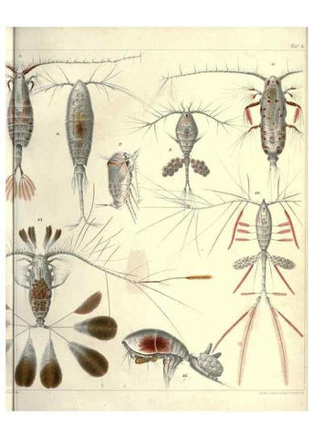 Reproducción/Reproduction 17935223838: Systematik und faunistik der pelagischen copepoden des golfes von Neapel und der angrenzenden meeres-abschnitte,. Berlin,R. Friedlander & sohn,1892.