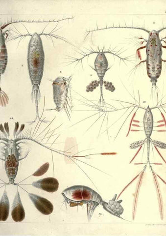 Reproducción/Reproduction 17935223838: Systematik und faunistik der pelagischen copepoden des golfes von Neapel und der angrenzenden meeres-abschnitte,. Berlin,R. Friedlander & sohn,1892.