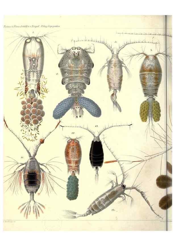 Reproducción/Reproduction 17935218748: Systematik und faunistik der pelagischen copepoden des golfes von Neapel und der angrenzenden meeres-abschnitte,. Berlin,R. Friedlander & sohn,1892.