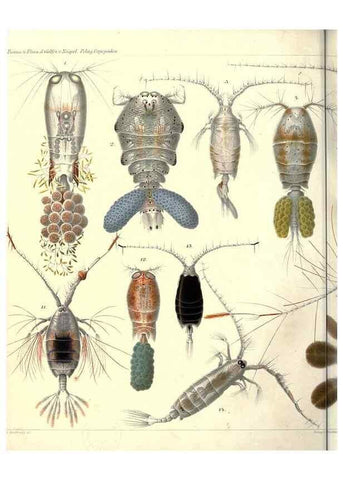 Reproducción/Reproduction 17935218748: Systematik und faunistik der pelagischen copepoden des golfes von Neapel und der angrenzenden meeres-abschnitte,. Berlin,R. Friedlander & sohn,1892.