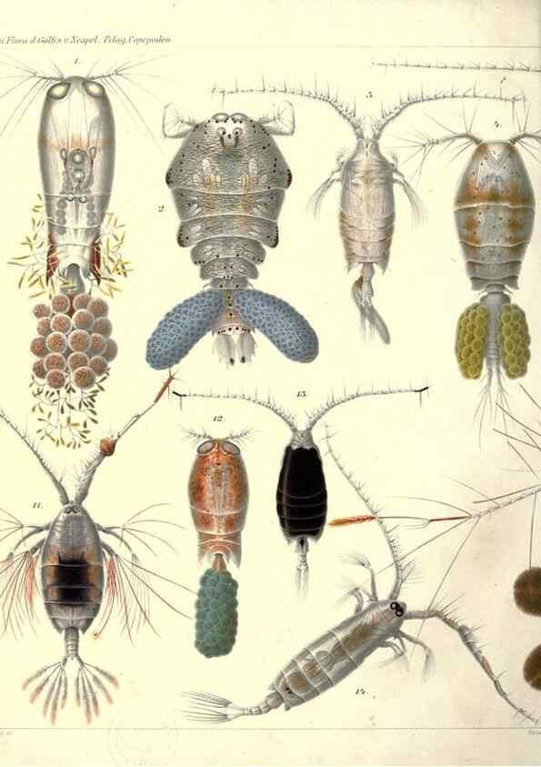 Reproducción/Reproduction 17744245958: Systematik und faunistik der pelagischen copepoden des golfes von Neapel und der angrenzenden meeres-abschnitte,. Berlin,R. Friedlander & sohn,1892.
