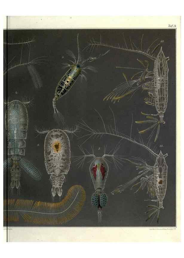 Reproducción/Reproduction 17932671211: Systematik und faunistik der pelagischen copepoden des golfes von Neapel und der angrenzenden meeres-abschnitte,. Berlin,R. Friedlander & sohn,1892.