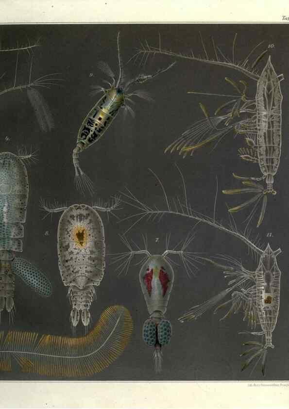 Reproducción/Reproduction 17932671211: Systematik und faunistik der pelagischen copepoden des golfes von Neapel und der angrenzenden meeres-abschnitte,. Berlin,R. Friedlander & sohn,1892.