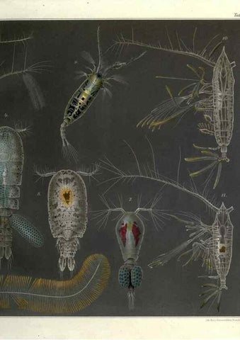 Reproducción/Reproduction 17932671211: Systematik und faunistik der pelagischen copepoden des golfes von Neapel und der angrenzenden meeres-abschnitte,. Berlin,R. Friedlander & sohn,1892.