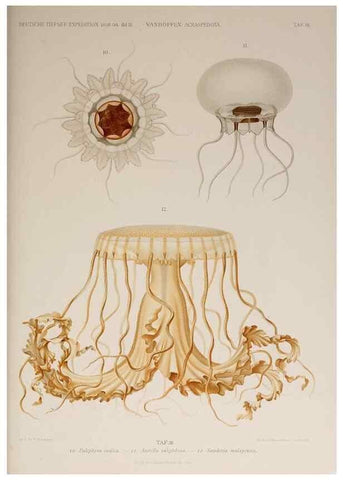 Reproducción/Reproduction 17246619593: Die acraspeden Medusen der deutschen Tiefsee-Expedition 1898-1899.. Jena,G. Fischer,1902