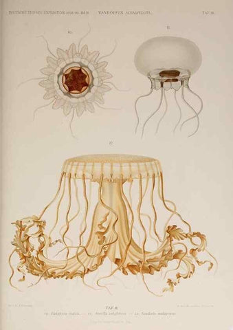 Reproducción/Reproduction 17246619593: Die acraspeden Medusen der deutschen Tiefsee-Expedition 1898-1899.. Jena,G. Fischer,1902