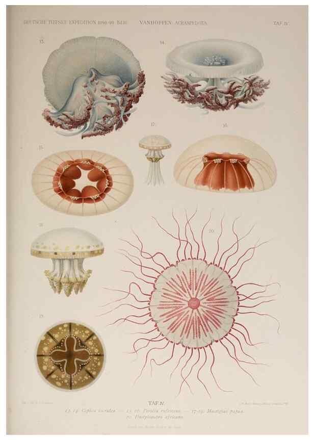 Reproducción/Reproduction 17679228098: Die acraspeden Medusen der deutschen Tiefsee-Expedition 1898-1899.. Jena,G. Fischer,1902