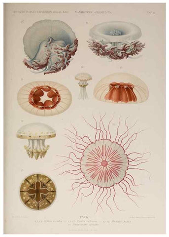 Reproducción/Reproduction 17679228098: Die acraspeden Medusen der deutschen Tiefsee-Expedition 1898-1899.. Jena,G. Fischer,1902