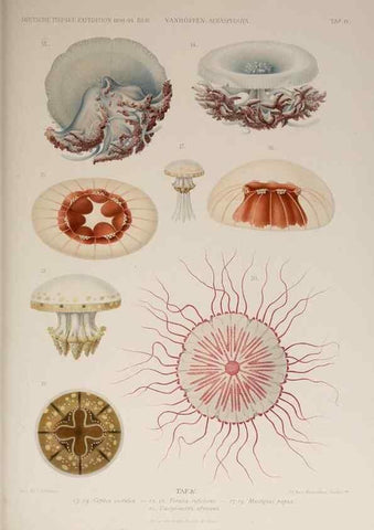 Reproducción/Reproduction 17679228098: Die acraspeden Medusen der deutschen Tiefsee-Expedition 1898-1899.. Jena,G. Fischer,1902