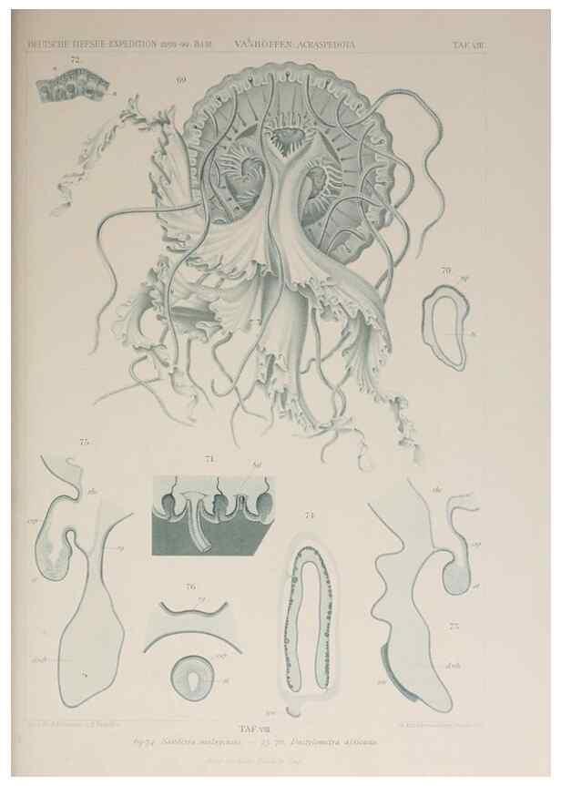 Reproducción/Reproduction 17840726206: Die acraspeden Medusen der deutschen Tiefsee-Expedition 1898-1899.. Jena,G. Fischer,1902