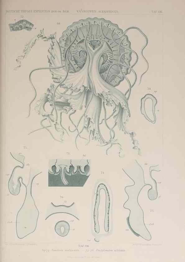 Reproducción/Reproduction 17840726206: Die acraspeden Medusen der deutschen Tiefsee-Expedition 1898-1899.. Jena,G. Fischer,1902