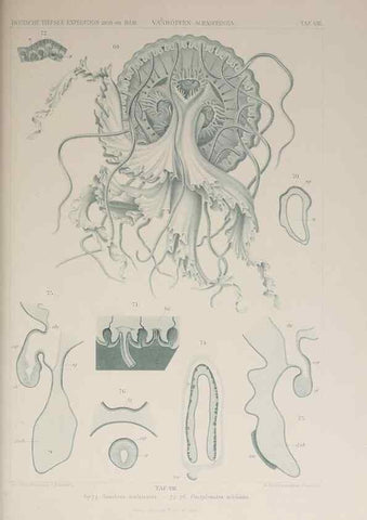Reproducción/Reproduction 17840726206: Die acraspeden Medusen der deutschen Tiefsee-Expedition 1898-1899.. Jena,G. Fischer,1902