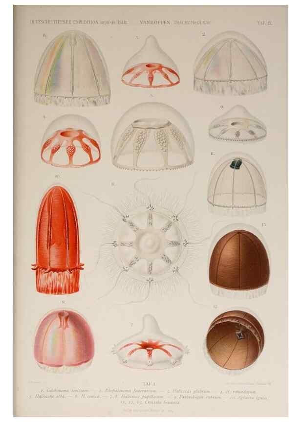 Reproducción/Reproduction 17680813529: Die acraspeden Medusen der deutschen Tiefsee-Expedition 1898-1899.. Jena,G. Fischer,1902