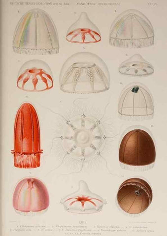 Reproducción/Reproduction 17680813529: Die acraspeden Medusen der deutschen Tiefsee-Expedition 1898-1899.. Jena,G. Fischer,1902