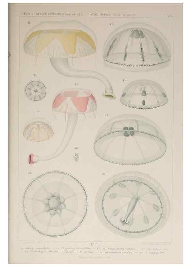 Reproducción/Reproduction 17840735456: Die acraspeden Medusen der deutschen Tiefsee-Expedition 1898-1899.. Jena,G. Fischer,1902