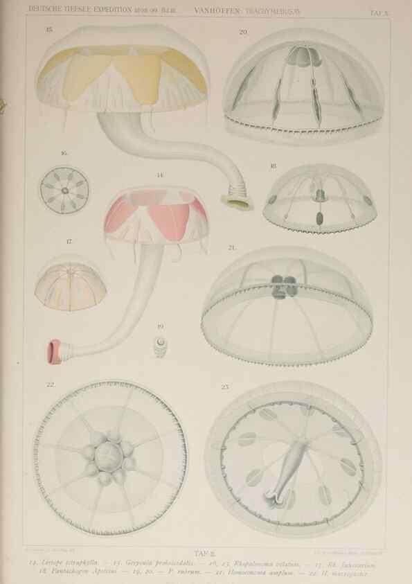 Reproducción/Reproduction 17840735456: Die acraspeden Medusen der deutschen Tiefsee-Expedition 1898-1899.. Jena,G. Fischer,1902