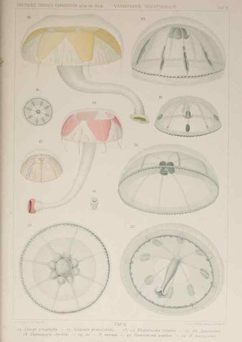Reproducción/Reproduction 17840735456: Die acraspeden Medusen der deutschen Tiefsee-Expedition 1898-1899.. Jena,G. Fischer,1902