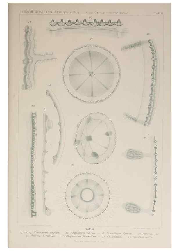 Reproducción/Reproduction 17679264668: Die acraspeden Medusen der deutschen Tiefsee-Expedition 1898-1899.. Jena,G. Fischer,1902