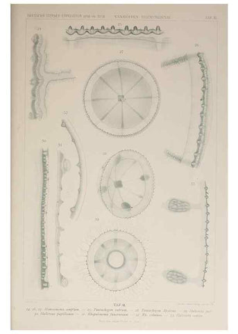 Reproducción/Reproduction 17679264668: Die acraspeden Medusen der deutschen Tiefsee-Expedition 1898-1899.. Jena,G. Fischer,1902