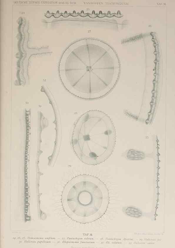 Reproducción/Reproduction 17679264668: Die acraspeden Medusen der deutschen Tiefsee-Expedition 1898-1899.. Jena,G. Fischer,1902