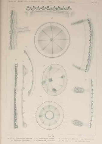 Reproducción/Reproduction 17679264668: Die acraspeden Medusen der deutschen Tiefsee-Expedition 1898-1899.. Jena,G. Fischer,1902