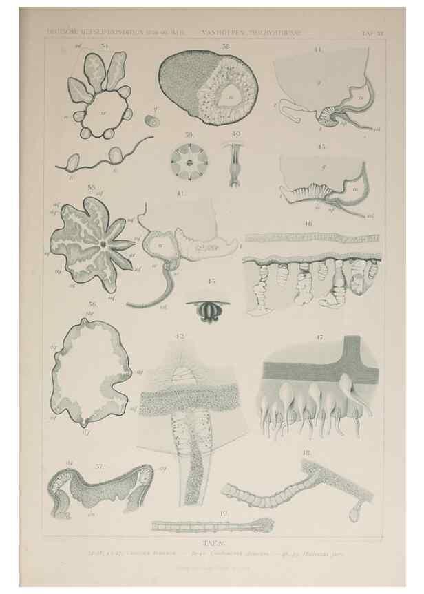 Reproducción/Reproduction 17679554550: Die acraspeden Medusen der deutschen Tiefsee-Expedition 1898-1899.. Jena,G. Fischer,1902