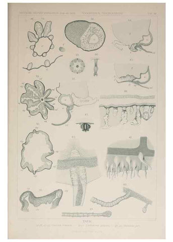 Reproducción/Reproduction 17679554550: Die acraspeden Medusen der deutschen Tiefsee-Expedition 1898-1899.. Jena,G. Fischer,1902