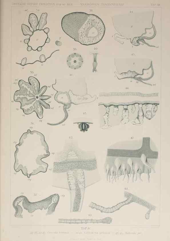 Reproducción/Reproduction 17679554550: Die acraspeden Medusen der deutschen Tiefsee-Expedition 1898-1899.. Jena,G. Fischer,1902