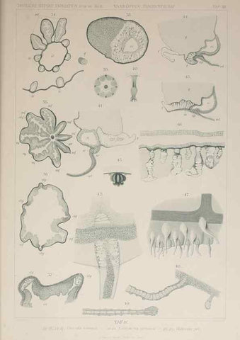 Reproducción/Reproduction 17679554550: Die acraspeden Medusen der deutschen Tiefsee-Expedition 1898-1899.. Jena,G. Fischer,1902
