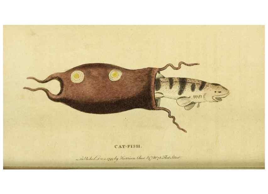 Reproducción/Reproduction 20156787031: The Naturalist's Pocket Magazine or compleat cabinet of the curiosities and beauties of nature.. London.