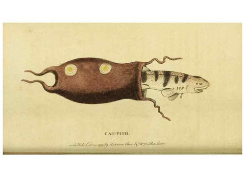 Reproducción/Reproduction 20156787031: The Naturalist's Pocket Magazine or compleat cabinet of the curiosities and beauties of nature.. London.