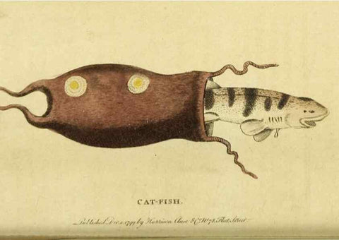 Reproducción/Reproduction 20156787031: The Naturalist's Pocket Magazine or compleat cabinet of the curiosities and beauties of nature.. London.