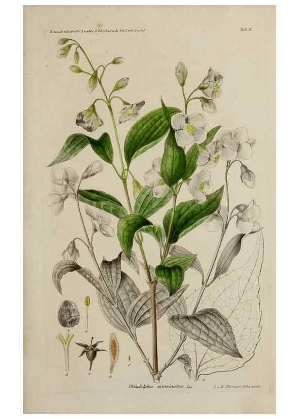 Reproducción/Reproduction 17869968261: Botanisk tidsskrift.. København,Dansk botanisk forening [etc.]