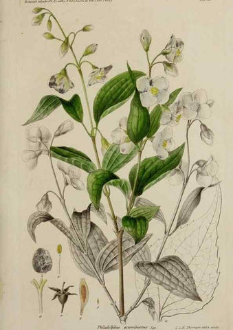 Reproducción/Reproduction 17869968261: Botanisk tidsskrift.. København,Dansk botanisk forening [etc.]