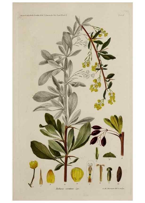 Reproducción/Reproduction 17246951204: Botanisk tidsskrift.. København,Dansk botanisk forening [etc.]