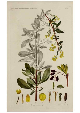 Reproducción/Reproduction 17246951204: Botanisk tidsskrift.. København,Dansk botanisk forening [etc.]