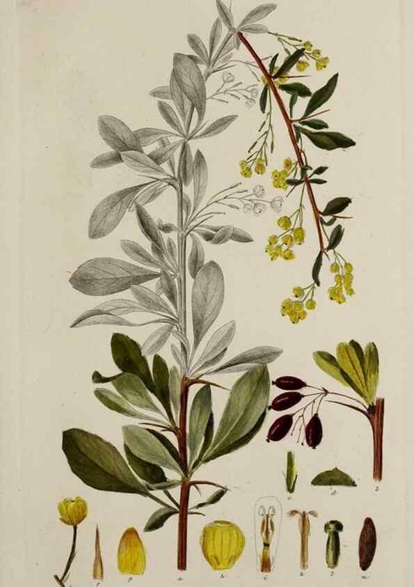 Reproducción/Reproduction 17246951204: Botanisk tidsskrift.. København,Dansk botanisk forening [etc.]