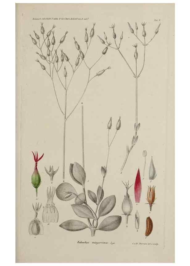 Reproducción/Reproduction 17249056723: Botanisk tidsskrift.. København,Dansk botanisk forening [etc.]