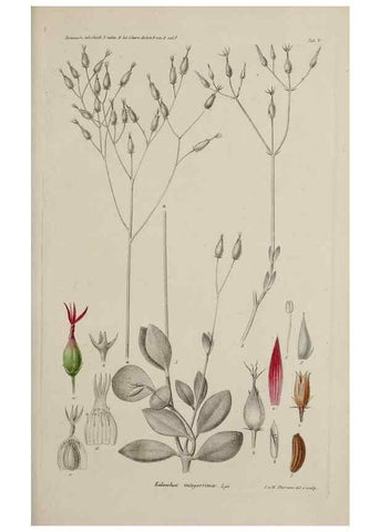 Reproducción/Reproduction 17249056723: Botanisk tidsskrift.. København,Dansk botanisk forening [etc.]