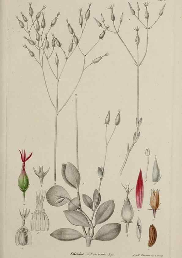 Reproducción/Reproduction 17249056723: Botanisk tidsskrift.. København,Dansk botanisk forening [etc.]
