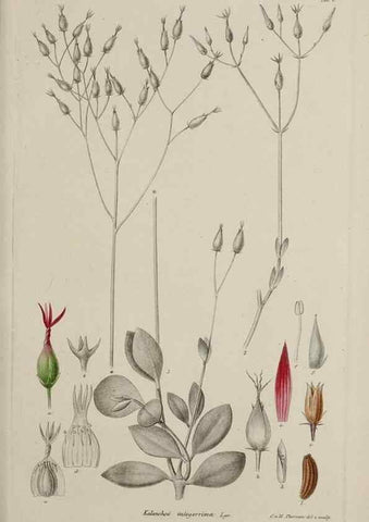 Reproducción/Reproduction 17249056723: Botanisk tidsskrift.. København,Dansk botanisk forening [etc.]