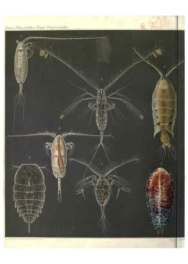 Reproducción/Reproduction 17744303270: Systematik und faunistik der pelagischen copepoden des golfes von Neapel und der angrenzenden meeres-abschnitte,. Berlin,R. Friedlander & sohn,1892.